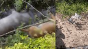 Sakarya'da tarım arazisinde 8 köpek ölü bulundu