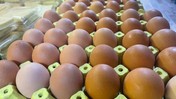 Yumurta kabuğunu çöpe atmayın! Bakın kaç liraya satılıyor