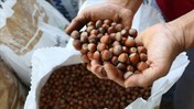 Serbest piyasada fındık fiyatları yükseldi! Ordu'da üretici mutlu