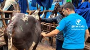 İbadet diye bu hayvanları kesiyorlar! Süleymancıların kurban dolandırıcılığı
