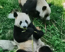 Biyoçeşitliliğin korunması, güzel Çin inşasına güç katıyor