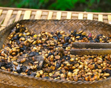 Dünyada ender bulunan 3 kahve : fiyatlarına inanamayacaksınız!