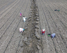 Sebze üretiminde düşüş bekleniyor