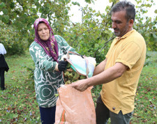 Ordu’da üreticiler fındık hasadına başladı