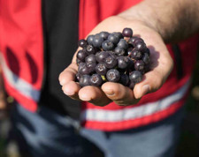 Gümüşhane'nin Kürtün ilçesinde üretiliyor! Karadeniz Bölgesi’ndeki en yüksek kalite