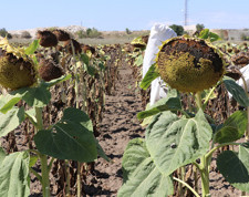 ‘Mısır taban fiyatı açıklansın’