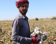 Pamuk hasadı başladı üretim alanları daraldı