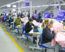 Şanlıurfa, Çukurova ve Söke’de pamuk üretimi krizde! Türkiye pamuktan vazgeçiyor ithalata devam