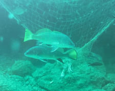 Denizlerin sessiz katili!