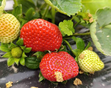 Manisa’nın Köprübaşı ilçesinde üretiliyor! 200 TL’den alıcı buluyor