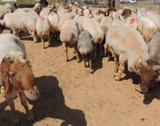 Kurban pazarlarında üretici de alıcı da dertli
