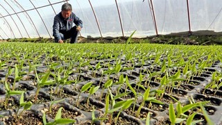 Sinciang'da köy kooperatifleri inşası hızlanıyor