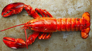 Istakoz neden canlı pişirilir? Acıyı hisseder mi?