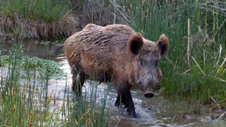 Meserret Taşkın’dan mektup var! Yaban domuzları sorunumuz