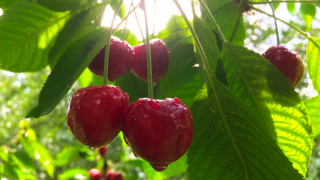 Kirazın faydaları neler? Kiraz sapı çayı demlemenin püf noktaları nedir?