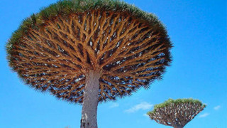 Ejderha kanı ağacı nedir? Ejderha kanı ağacı faydalı mıdır?