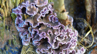 Türünün bildirilen ilk vakasının hikâyesi! Bitki mantarı ilk kez bir insana bulaşmıştı