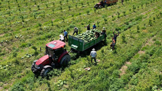Adana'da karpuz hasadı başladı! Don felaketi sonrası tarla fiyatı dikkat çekti