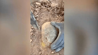 Kimse beklemiyordu! Kaplumbağanın kabuğundan bakın ne çıktı...