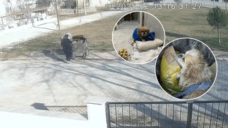 İnsanlık kalmamış dedirten görüntü: Köpeğin ayaklarını iple bağlayıp çöpe attı