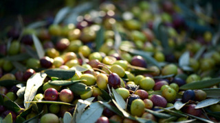 Zeytin fiyatı yüzde 50 düştü! ŞOK 2 gün boyunca bedava dağıtıyor!