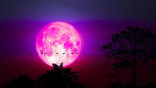 Pembe ay geliyor! İşte dolunay çıkış tarihi ve saati