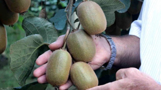 En çok kivi üreten ülkeler listelendi! Bakın Türkiye listede kaçıncı sırada