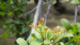 Yunan basını 'Sahte' dedi, İzmir gerçeği kanıtladı! Kilosu 15 bin lira, dünyaya ihraç edilecek