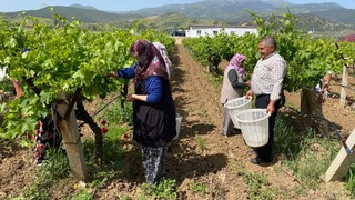 Manisa, dünyanın önde gelen üretim merkezi oldu! Temmuz ayının sonuna kadar sürecek