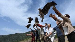 Yaralı kuşlar tedavi sonrası doğaya salınıyor