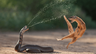 Dünyanın en zehirli hayvanları: İki dakika içinde öldürüyor