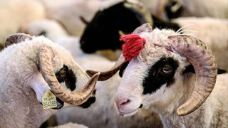 Diyanet ile Kurban kesilirken hangi dua okunur, ne denir?