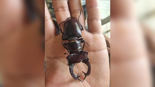 100 bin dolara satılan böcek! Adana’nın Feke ilçesinde görüntülendi