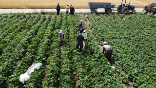 Fasulye üreticisi fiyatlardan dertli