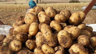 Patates tarlada kalmasın