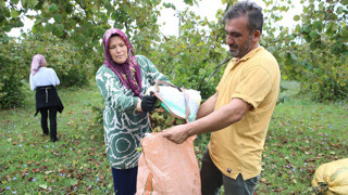 Ordu’da üreticiler fındık hasadına başladı