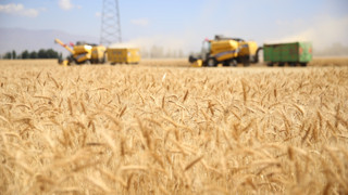 Yalnızca Erzurum'da yetiştiriliyor! Hasadına başlandı
