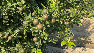 Sıcaklar erkenci limonu yaktı