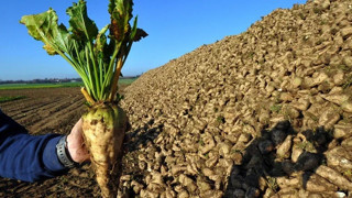 ‘Pancarın kilosu 3,5 lira olsun’