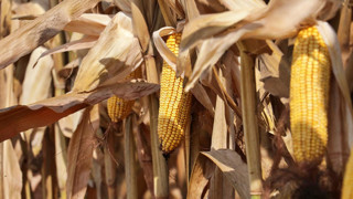 ‘Tarımsal atık düzenlemesi üretime olumsuz yansır’