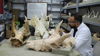 Kayseri'nin Kocasinan ilçesinde bulundu! Tam 7.7 milyon yıllık