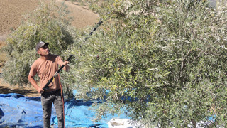 Hataylı zeytinci fiyat düşüklüğünden dertli!