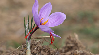 9. Safran Festivali: Karabük'te coşkulu günler sürüyor