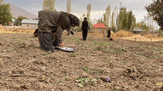 Hakkari'de ilk kez ekildi: Kilosu 400 bin TL!