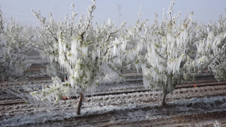 Meserret Taşkın’dan mektup var ‘Kara bahtım kem talihim…’