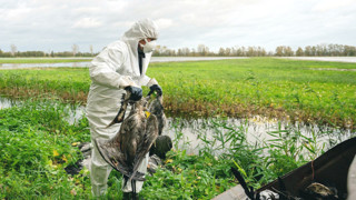 500 bin hayvan itlaf edildi! Kuş gribi salgını büyüyor...