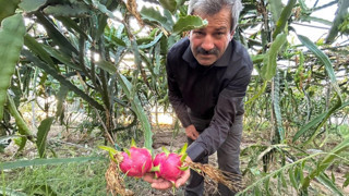 Ejder meyvesi Hatay’ı sevdi