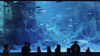 İstanbul Akvaryum ücretsiz oldu! 24 Kasım'da geçerli