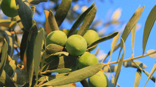 Zeytin alırken nelere dikkat etmeli? İşte yanıtı