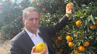 Elciler işçiyi engelledi mandalina dalda kaldı